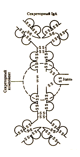 Рис. 13. Молекулярная структура sIgА