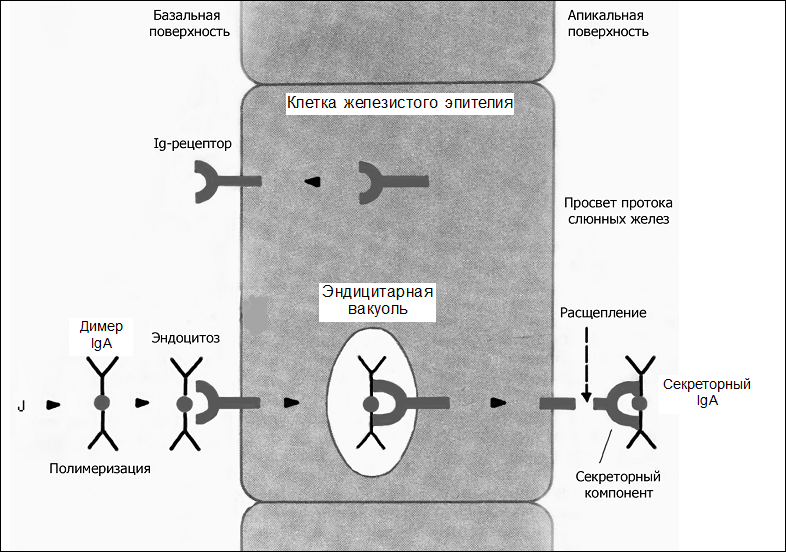 Синтезировать