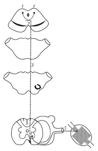 Покрышечно спинномозговой путь схема