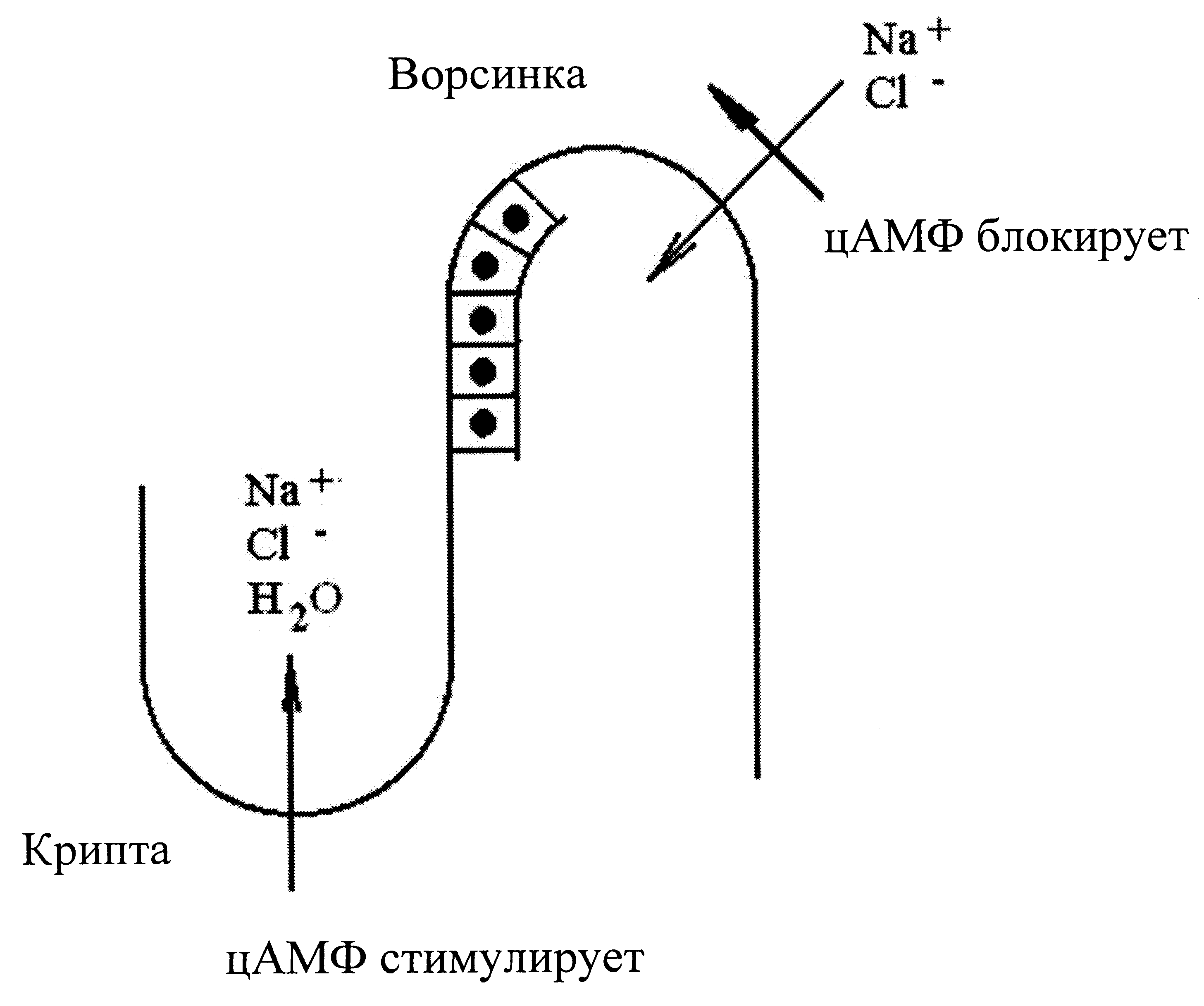 Рис. 2. Механизм влияния циклического аденозинмонофосфата (цАМФ) на всасывание/секрецию воды и электролитов в тонком кишечнике. цАМФ подавляет всасывание Na+, Cl- и воды каемчатыми клетками ворсинок и одновременно стимулирует их секрецию криптическими клетками