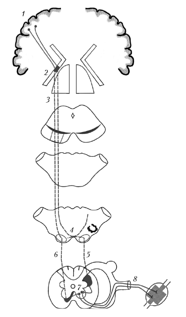 Кортико спинальный путь схема