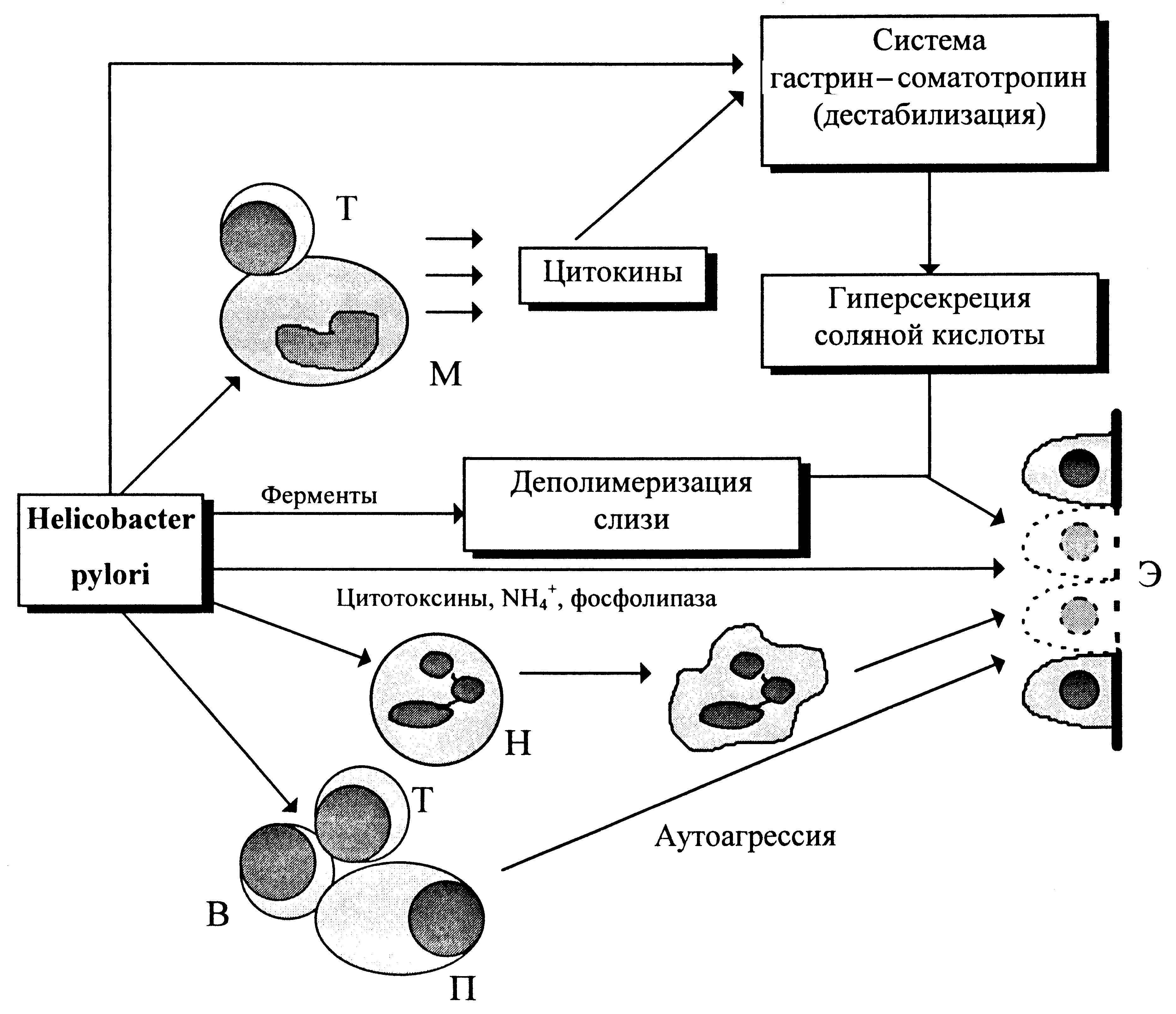 Схема онтогенеза лимфоцитов