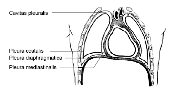 Рис. 2. Плевральные полости; разрез во фронтальной плоскости (схема)