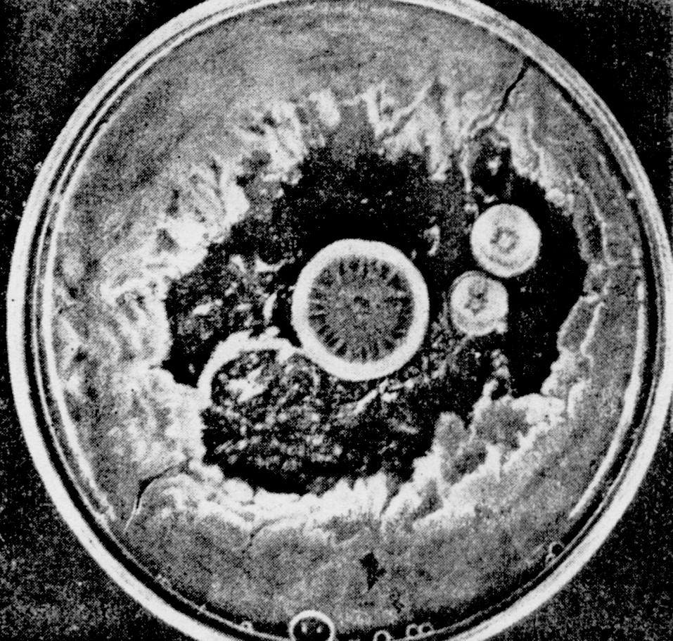 Рис. 3. Чашка Петри, в которой А. Флеминг впервые наблюдал действие пеницилл (P. notatum) на бактерии