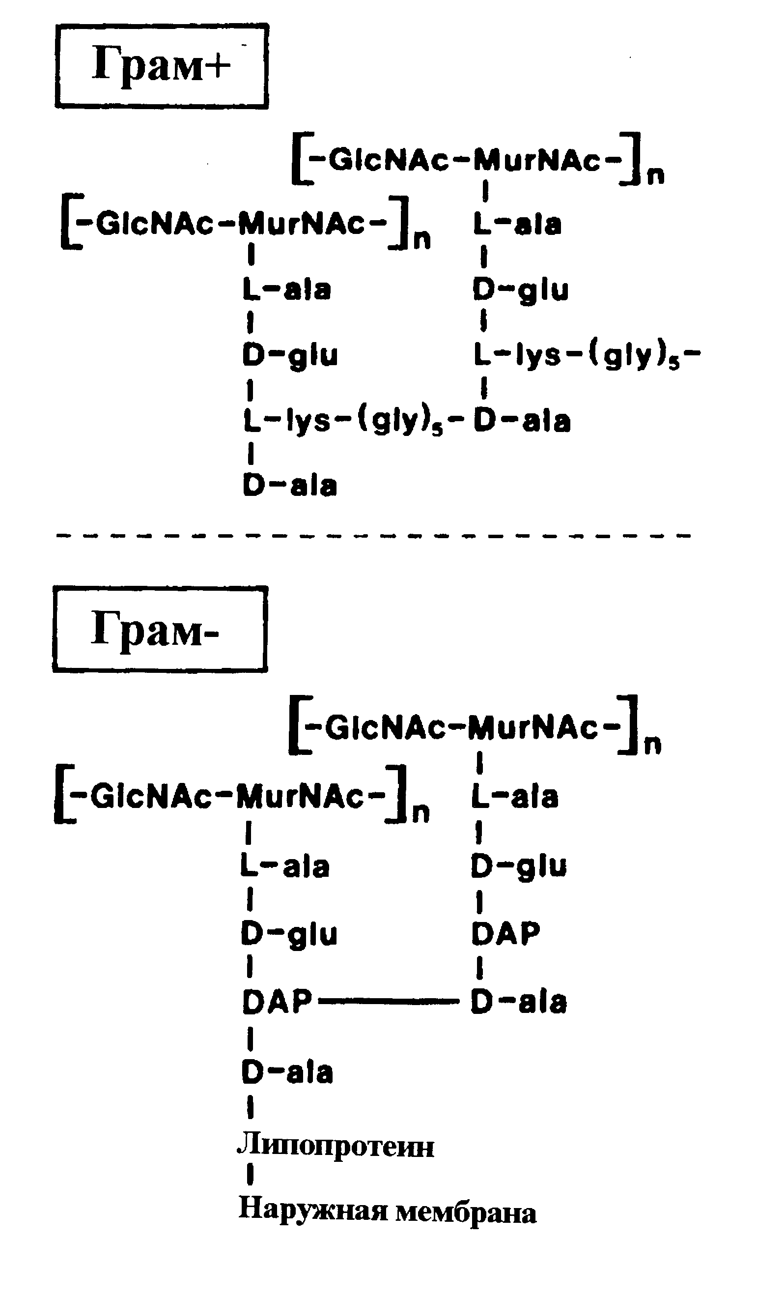 Рис. 7. Типовая структура пептидогликана грамотрицательных бактерий. Межпептидные мостики отсутствуют, их заменяет прямая пептидная связь между диаминопимелиновой кислотой (DAP) и d-аланином (D-ala); другие остатки d-аланина связаны с липо- протеином, который соединен с наружной мембраной