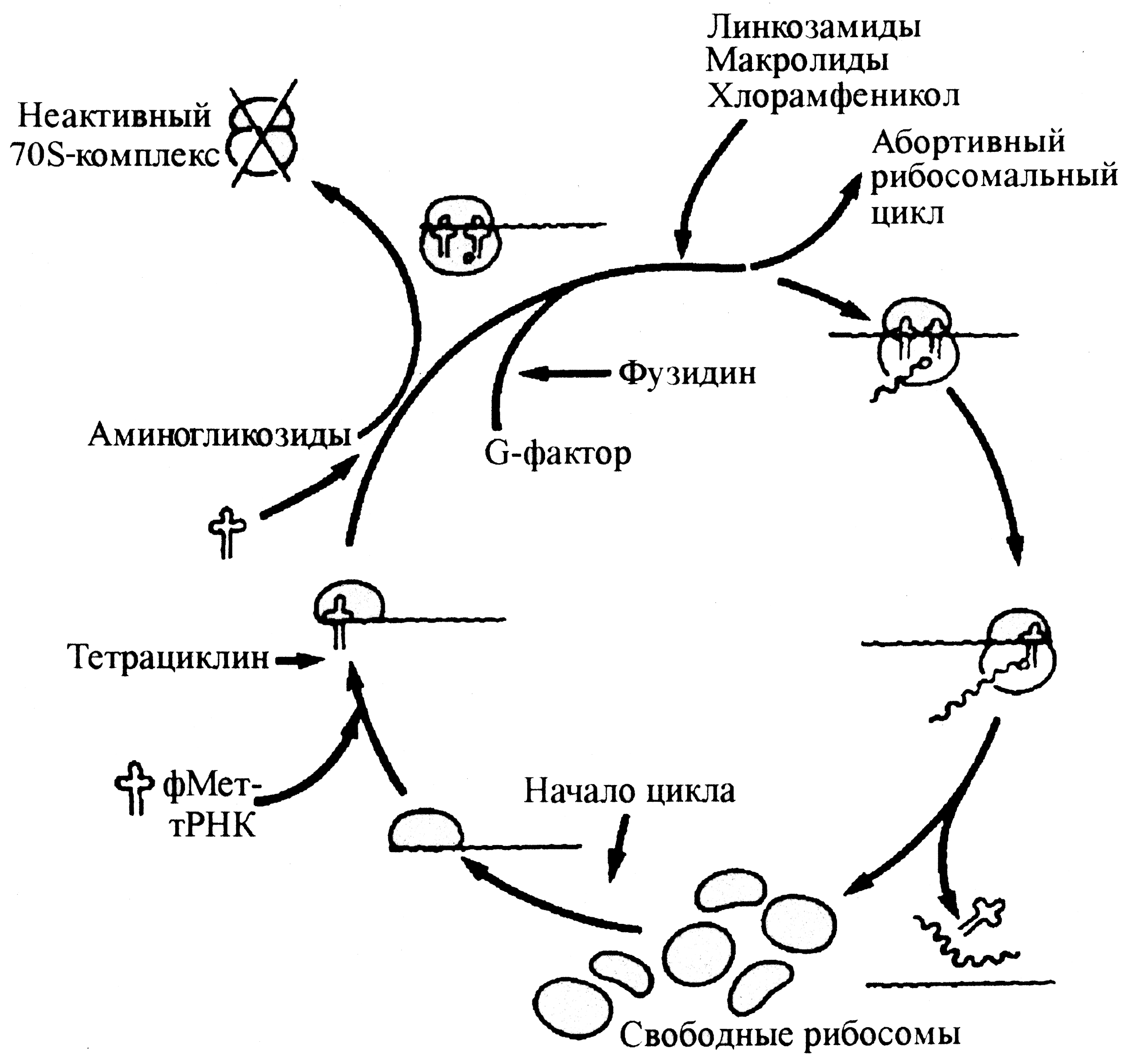 Рис. 10. Антибиотическая блокада рибосомального цикла бактерий. Нормальный цикл складывается из объединения 30S- и 50S-субъединиц рибосом с образованием 70S-рибосомального комплекса, элонгации полипептидной цепи (по мере продвижения рибосомы вдоль матричной РНК) и высвобождения всех компонентов при завершении синтеза полипептида. Тетрациклины ингибируют связывание инициаторной формилметионилтранспортной РНК (фМет-тРНК). Аминогликозиды провоцируют образование функционально инертных инициаторных комплексов («мертвые» 70S-рибосомы). Фузидиновая кислота (фузидин) ингибирует фактор элонгации G, блокируя перемещение рибосом по мРНК. Действие хлорамфеникола, макролидов, линкозамидов связано с преждевременной диссоциацией активного комплекса (абортивный цикл)