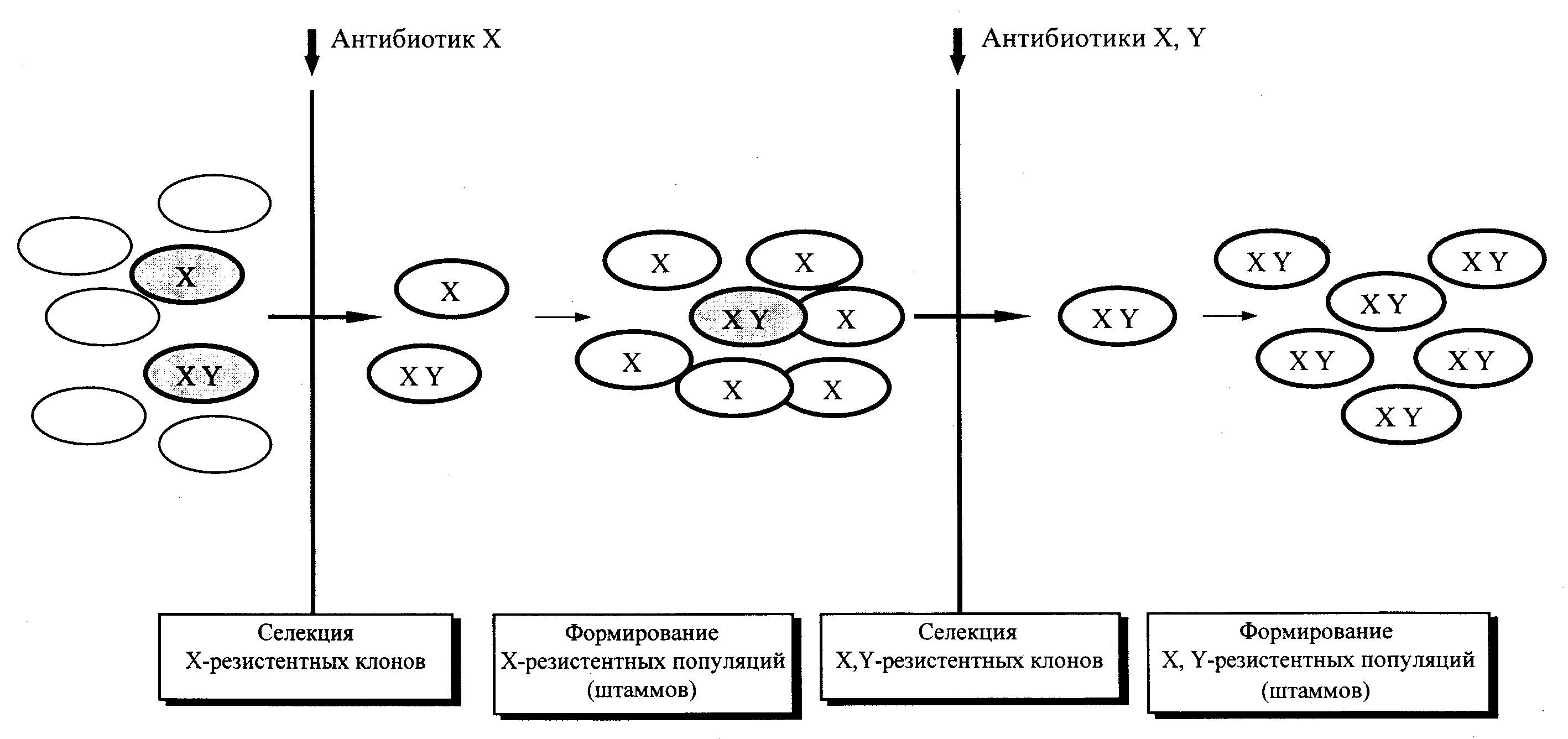 Рис. 11. Принцип эволюции антибиотикоустойчивых бактерий. X, Y — бактерии, несущие r-гены (транспозо- ны, плазмиды), которые детерминируют резистентность к соответствующим антибиотикам