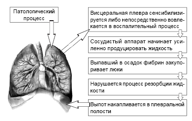 Рис. 3. Патогенез туберкулезного плеврита (схема)