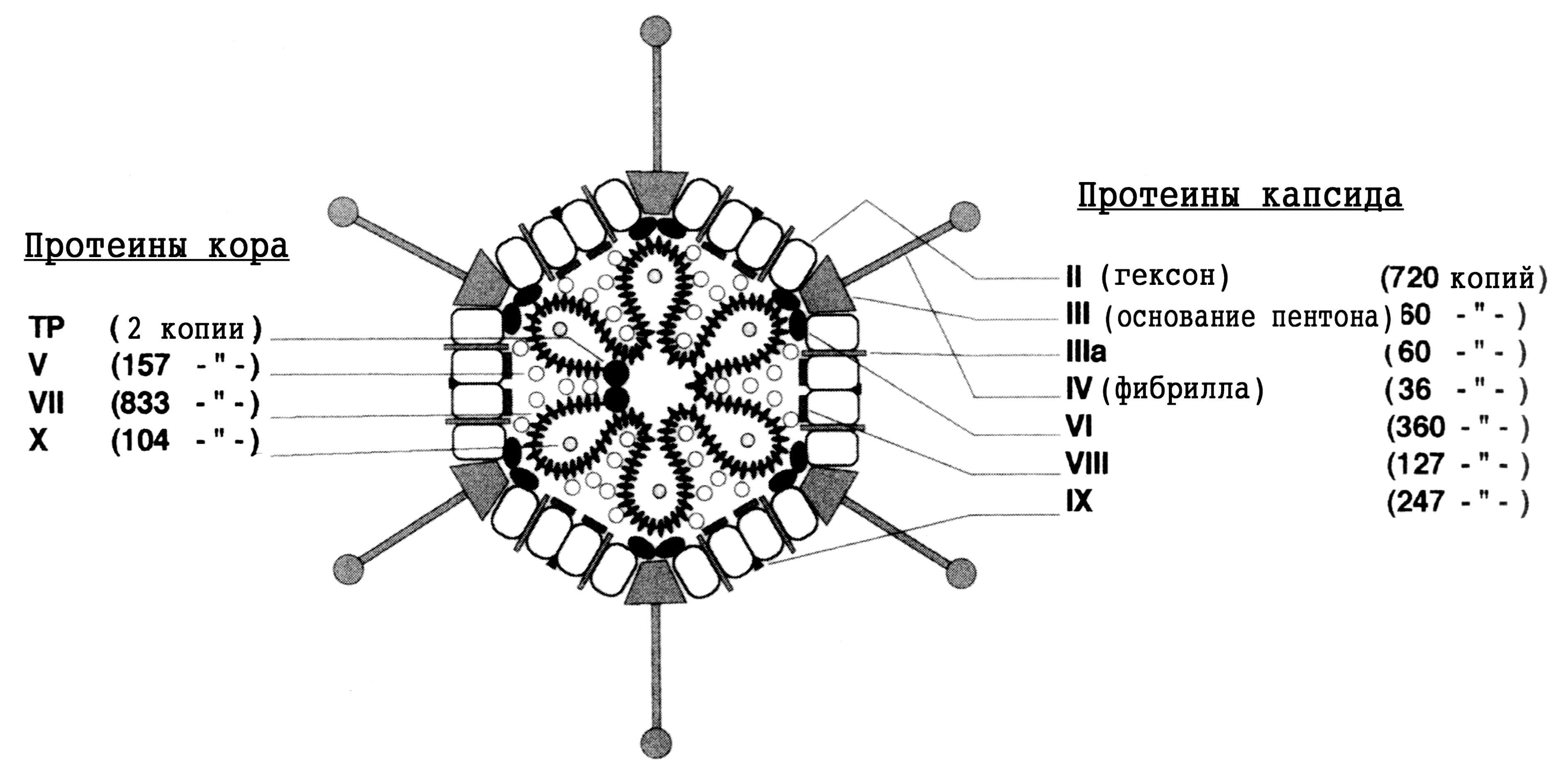 Рис. 1. Структура вириона аденовирусов