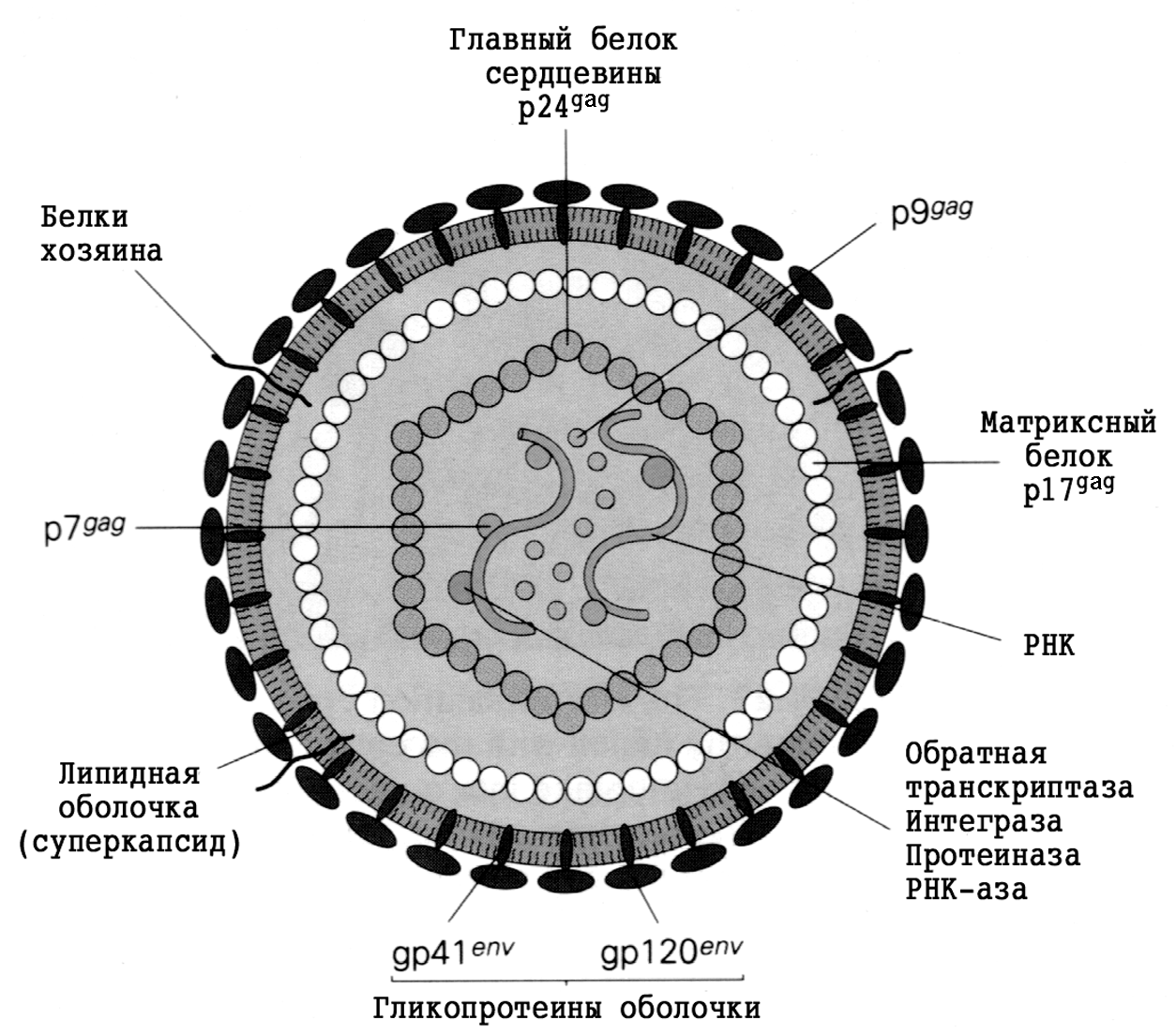 Вич название вируса. Схема строения вируса иммунодефицита человека. Строение вириона микробиология. Схема строения вируса (вириона). Структура вириона вируса СПИДА.