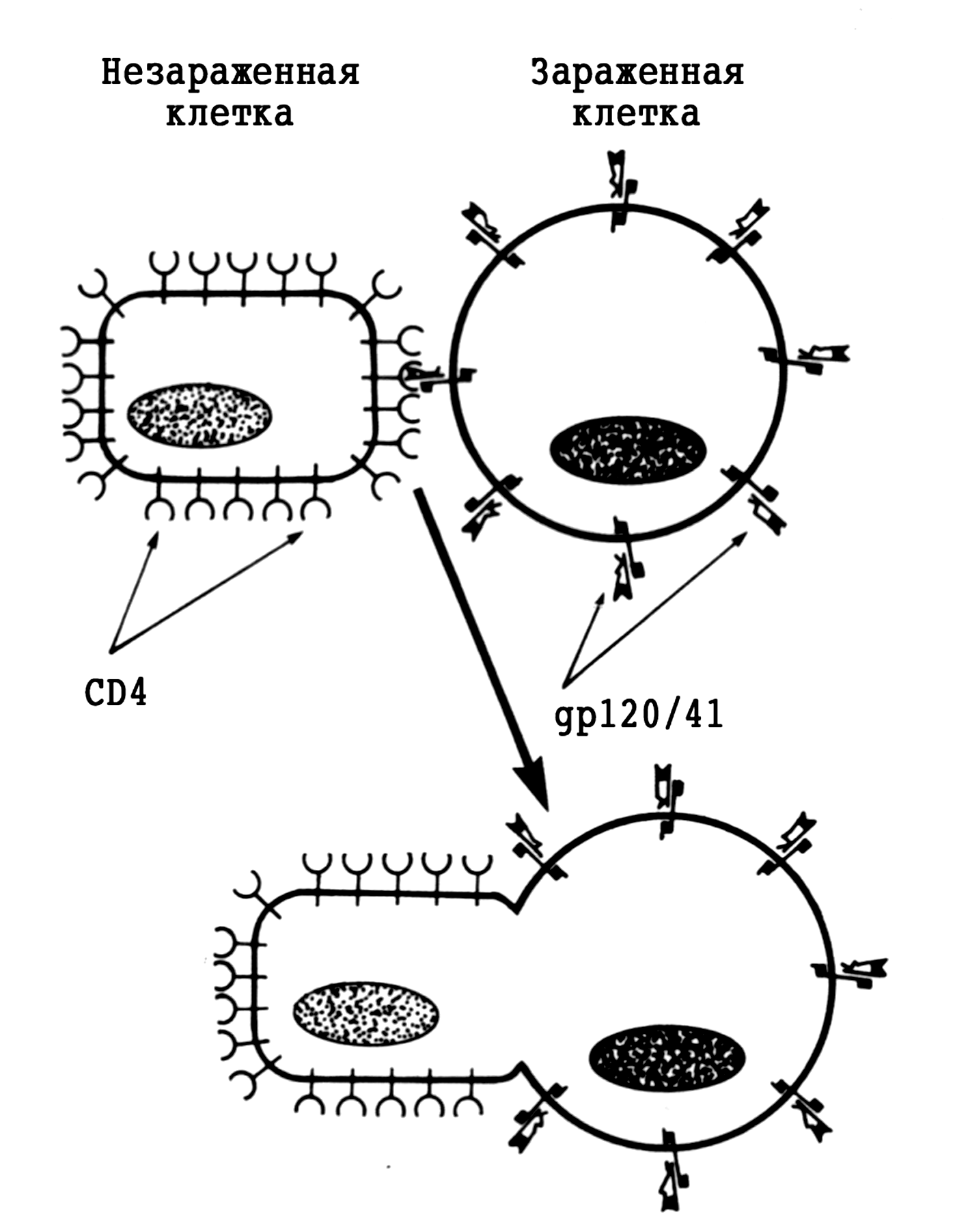 Рис. 5. Механизм ВИЧ-индуцированного слияния клеток (образование поликариона, или синцития)