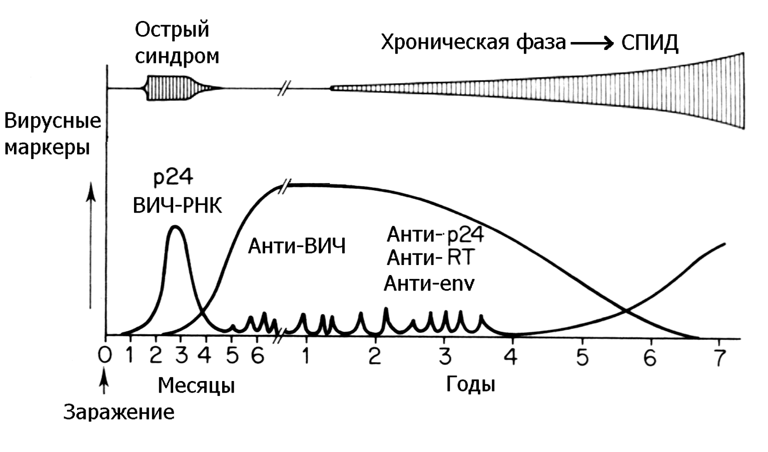 Рис. 6. Эволюция ВИЧ-маркеров в ходе инфекционного процесса. р24 — капсидный белок, анти-ВИЧ (анти-env, анти-p24, анти-RT) — антитела к ВИЧ-антигенам. RT — обратная транскриптаза, env — cуперкапсидные антигены (gp120/41)