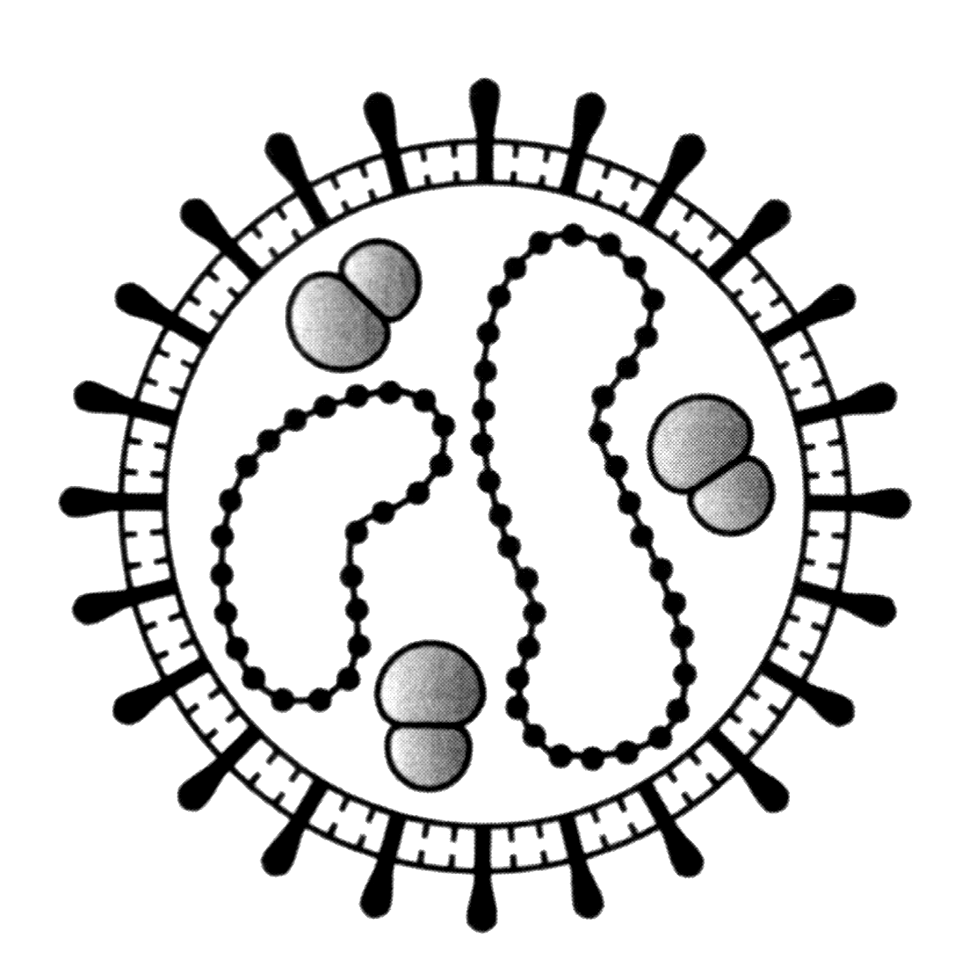 Рис. 2. Схема строения вириона аренавирусов. Показаны двухсегментарный РНК-генетический материал, G-шипы суперкапсида и клеточные рибосомы, давшие название вирусам