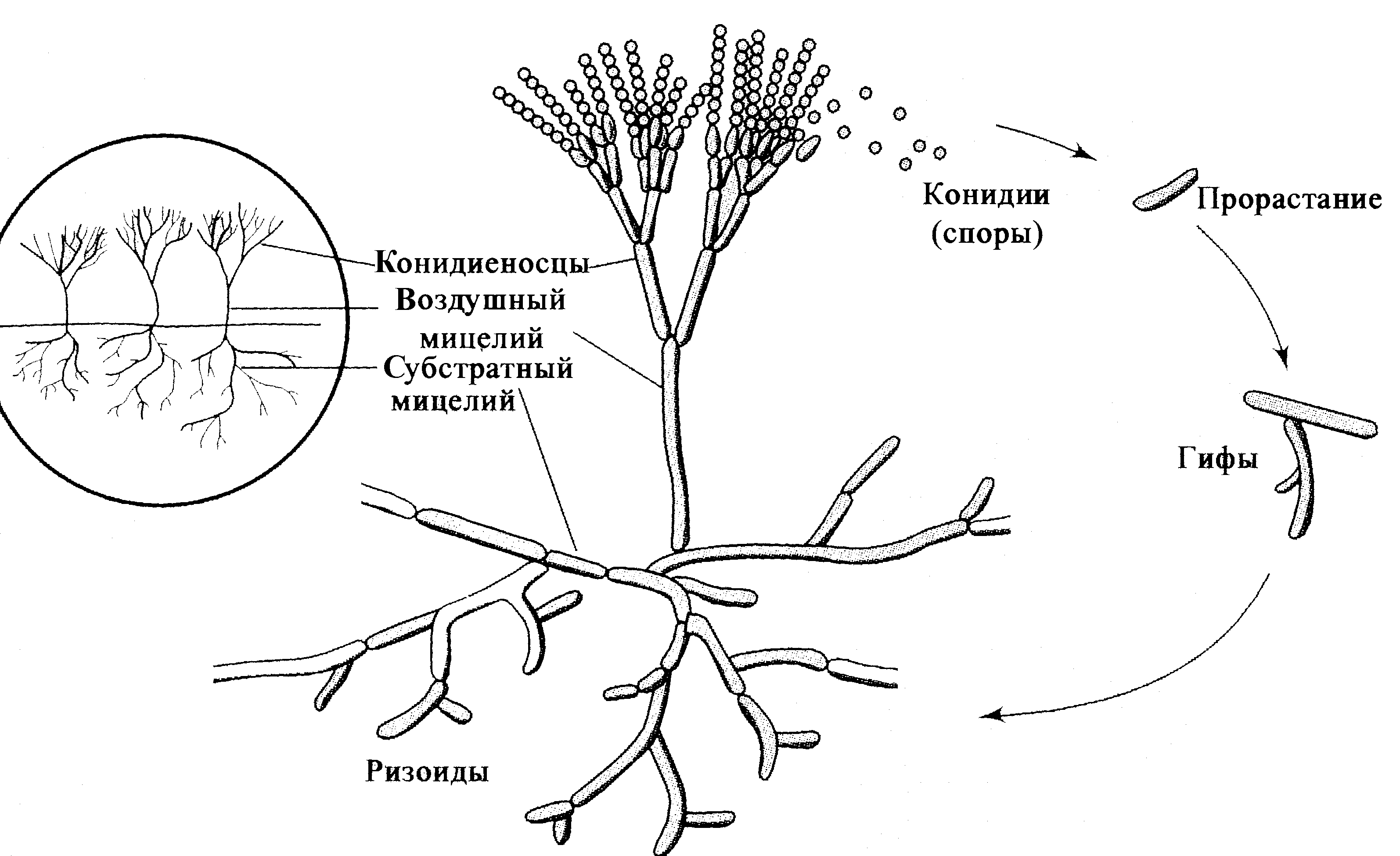 Рис. 2. Структура, рост и жизненный цикл типичной плесени