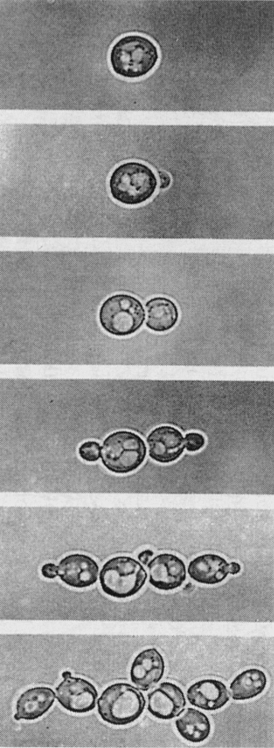 Рис. 5. Рост дрожжей (Saccharomyces cerevisiae) путем почкования