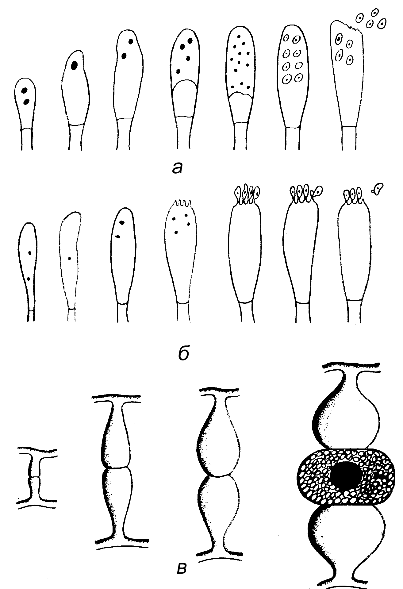 Рис. 6. Примеры образования конидий у плесневых грибов (нативные препараты): а — Aspergillus, б — Penicillium, в — Zygomyces (Rhizopus)