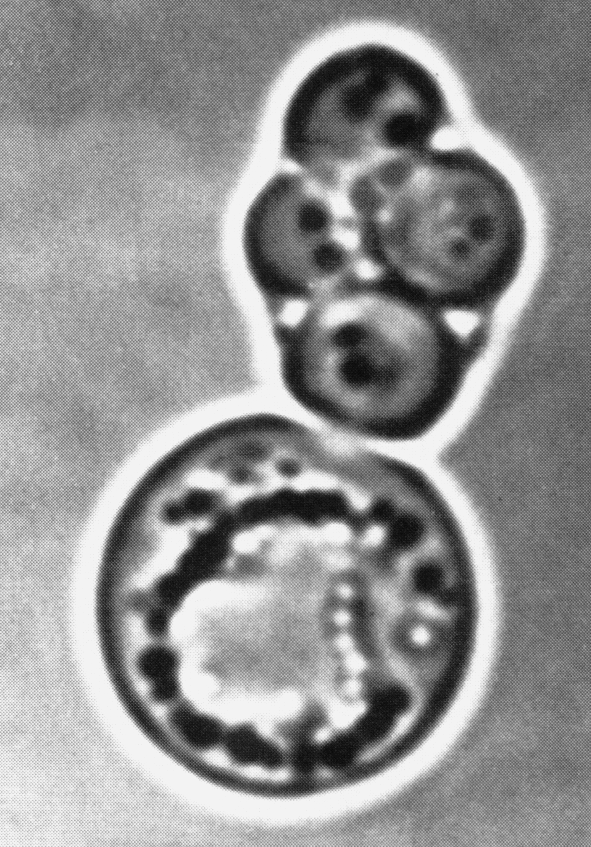 Рис. 7. Дрожжи (Saccharоmyces cerevisiae): вегетативная клетка и аск, содержащий четыре аскоспоры. Фазовоконтрастная микроскопия, х1000