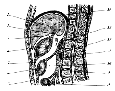 Поперечный разрез через сальниковую сумку схема - 84 фото