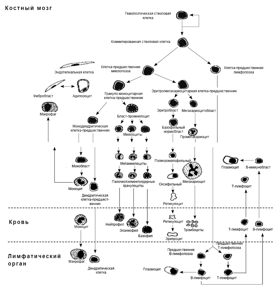 Ростки кроветворения схема