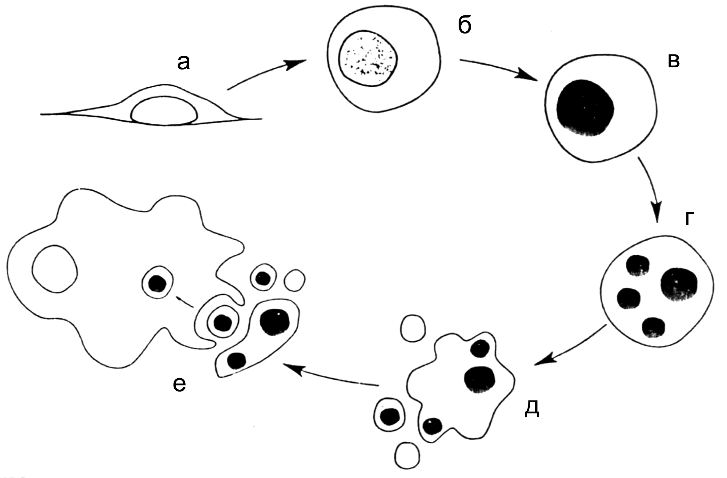 Рис. 1. Схема апоптоза. При получении апоптозного сигнала адгезированная клетка (а) округляется (б), конденсирует ДНК (в), ядро расщепляется на глыбки агрегированного хроматина (г), клетка распадается на фрагменты (апоптозные тела), окруженные ригидной мембраной (д), которые фагоцитируются макрофагами (е)